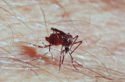mosquito